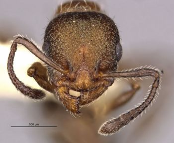 Media type: image;   Entomology 22410 Aspect: hefa